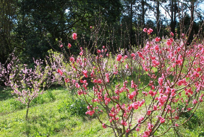 Pêssegos iniciam floração no Sul do Brasil com foco em sanidade e práticas culturais