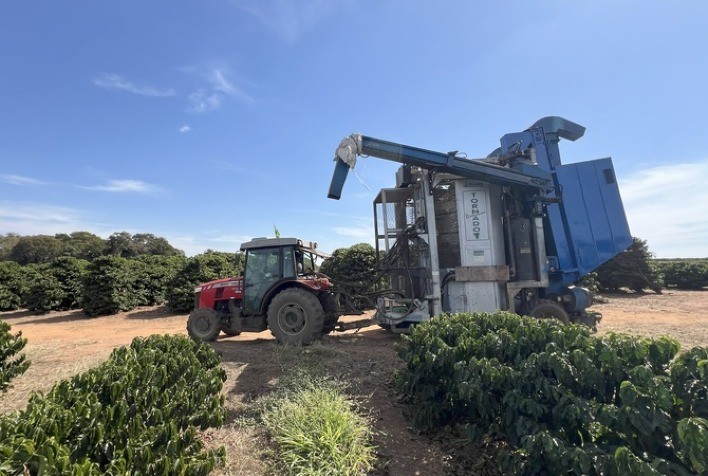 Colheita de café atinge 50% na Alta Mogiana, mas produtores enfrentam baixa produtividade