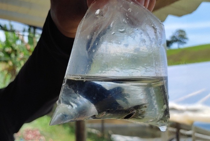 Minas Gerais avança para certificação oficial da produção de peixes ornamentais no Brasil