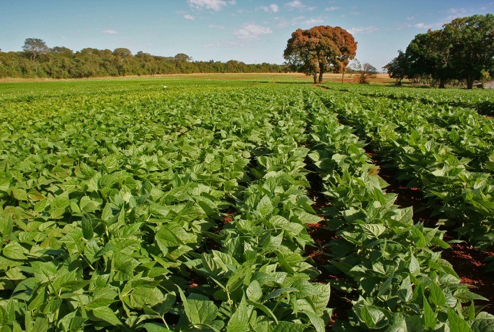 Redução de área plantada limita produção de feijão em Mato Grosso, aponta Conab