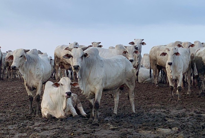 Pesquisa-expedicionária da Scot Consultoria mapeia a produção intensiva de corte no Brasil