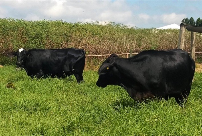 Pastagem de trigo resiste melhor às geadas na Região Sul, aponta Embrapa
