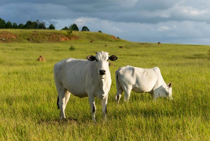 Finanças verdes ganham espaço como motor da transformação na pecuária brasileira