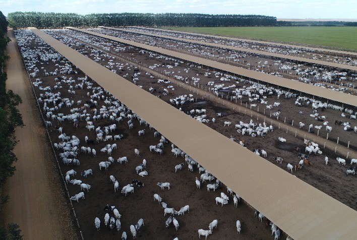 Mercado da pecuária sinaliza virada de ciclo e confinamento surge como estratégia para antecipar compra de bezerros