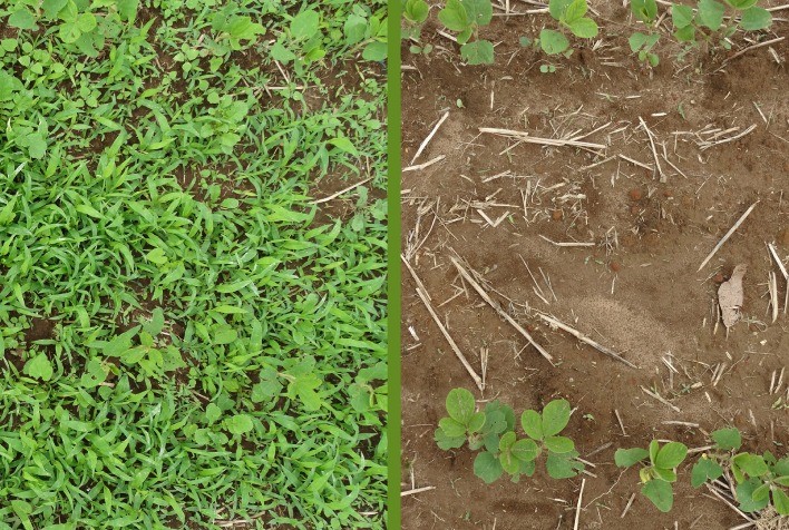 Agroallianz lança no Brasil herbicida inovador com combinação única de moléculas para controle eficiente de plantas daninhas na soja