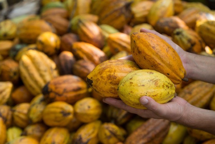 Alta nos preços e desafios estruturais moldam o futuro do mercado de cacau