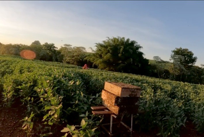 Polinização animal impulsiona 12,6% da produção agrícola do Paraná, aponta IBGE