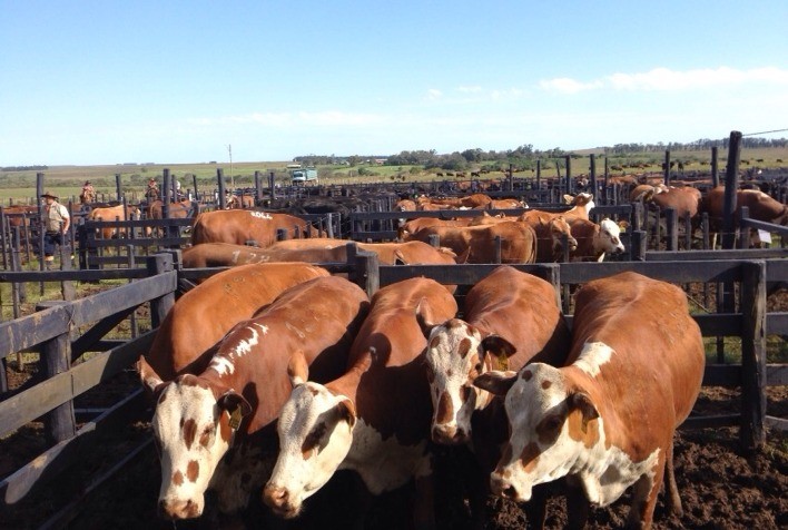 Mercado de leilões pecuários enfrenta instabilidade no 1º semestre e prevê desafios para o restante do ano