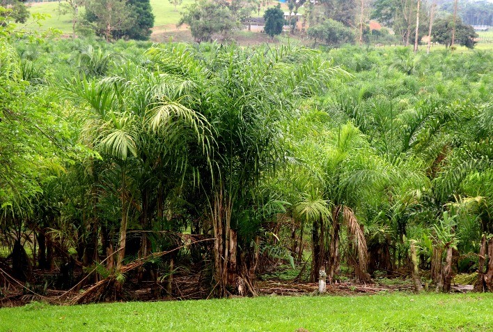 Tecnologia no cultivo de pupunha transforma produção de palmito no Paraná e movimenta R$ 21 milhões em 2024