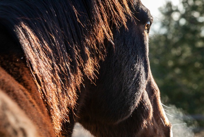 Inverno e saúde equina: cuidados essenciais para prevenir doenças e garantir o bem-estar dos cavalos