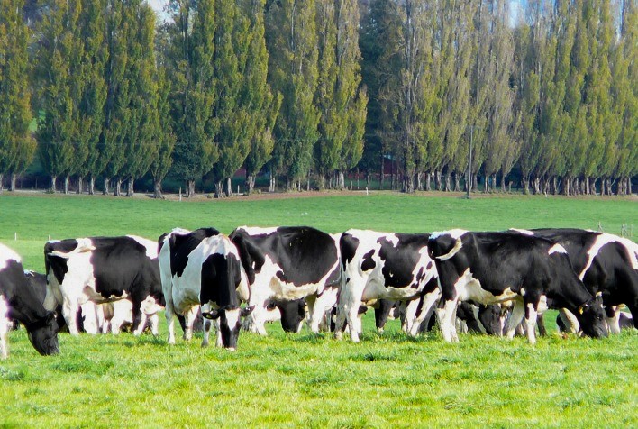 Vaccinar destaca papel da gordura de qualidade na nutrição animal para saúde, desempenho e sustentabilidade