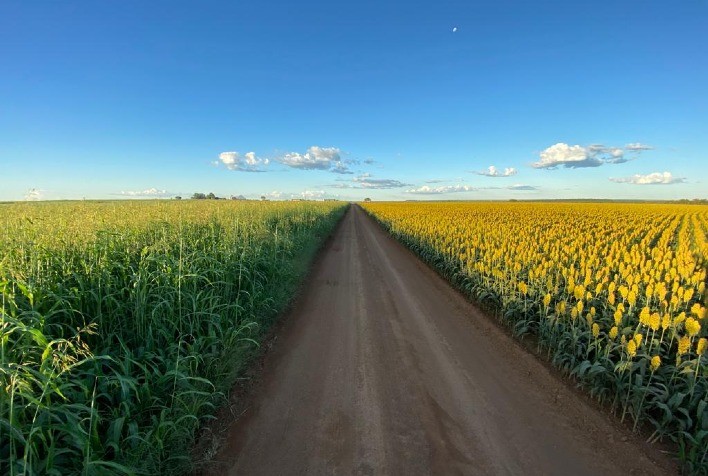 Colheita com carga limpa pode aumentar rentabilidade do produtor de sorgo e abrir portas no mercado internacional