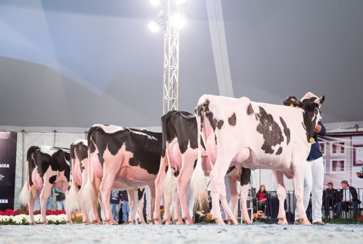 Agroleite 2025 traz leilão virtual com oferta de 40 animais de alto padrão genético