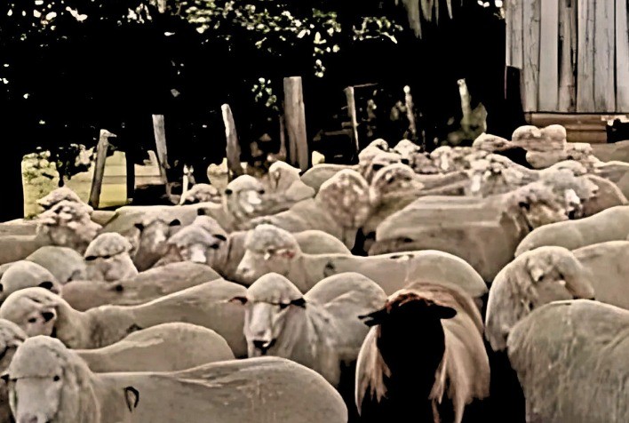 Protocolo genético e inseminação elevam taxa de prenhez em ovinos a 95% no interior do RS