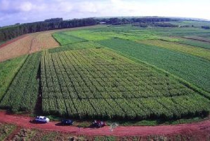 Consórcio de bactérias no cultivo do milho aumenta produtividade e reduz custos com fertilizantes nitrogenados