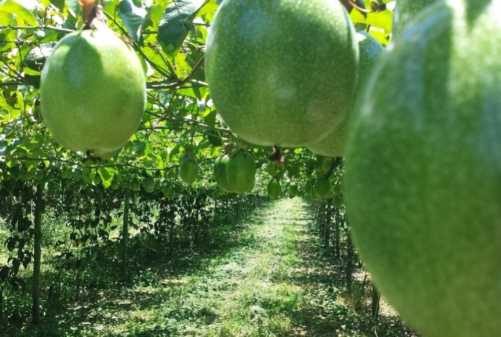 Safra de maracujá no Brasil pode chegar a 700 mil toneladas com estrutura eficiente de cultivo