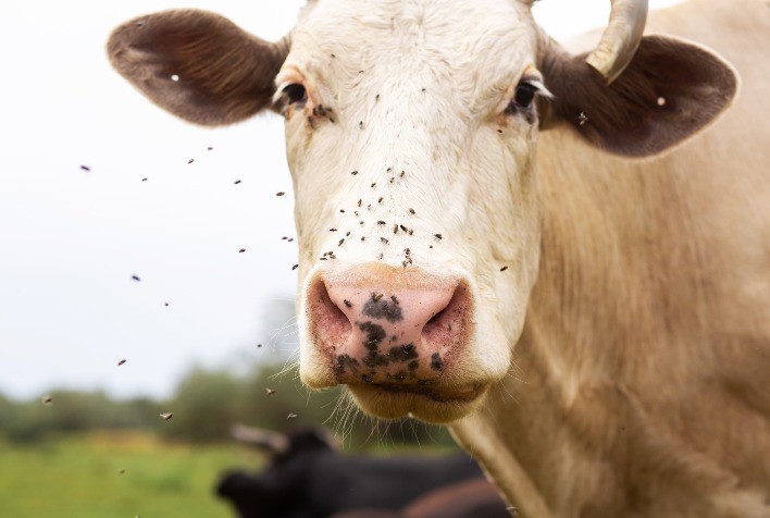 Mosca-dos-chifres: controle integrado e formulações eficazes são essenciais para reduzir prejuízos bilionários na pecuária