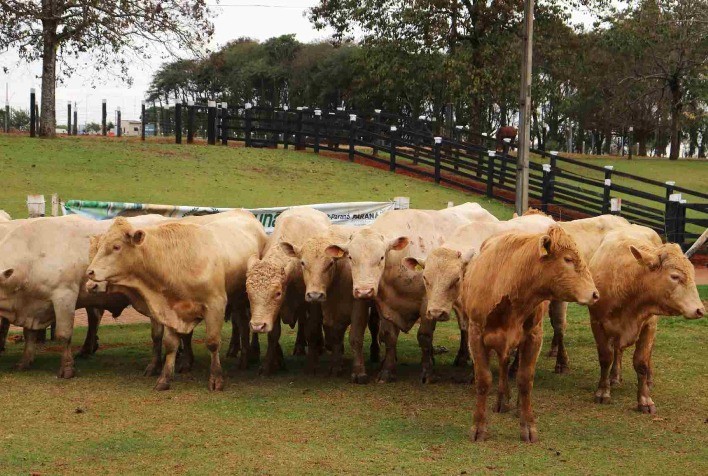 Governo do Paraná entrega touros Purunã a pecuaristas para fortalecer genética e produção de carne