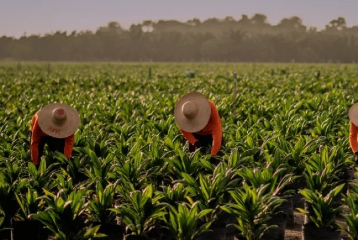 Agricultura familiar no Pará une produtividade e conservação ambiental em iniciativa pioneira da Agropalma