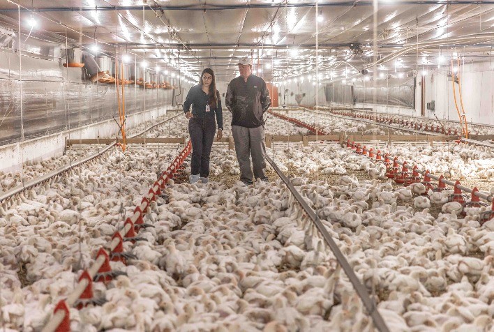 Aurora Coop investe mais de R$ 1,4 bilhão e fortalece compromisso com o bem-estar animal em toda a cadeia produtiva