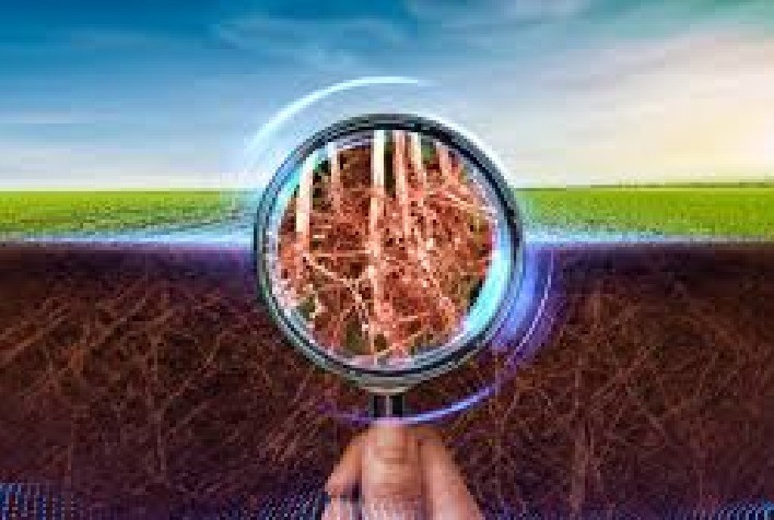 Fatores que influenciam a eficiência na absorção de nutrientes pelas raízes das plantas