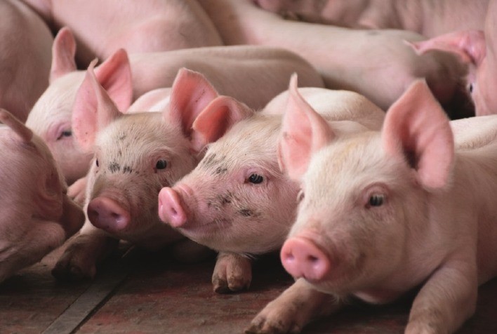 Pós-desmame dos leitões: fase desafiadora que oferece importantes oportunidades para o sucesso na produção suína