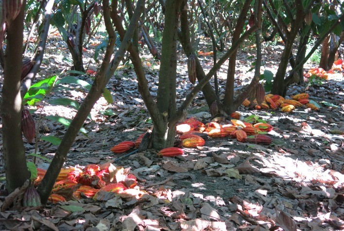 Brasil se destaca como nova fronteira para a cacauicultura irrigada e de precisão
