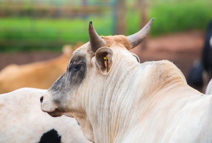 Inverno é período estratégico para prevenção contra carrapatos no rebanho, alerta Elanco