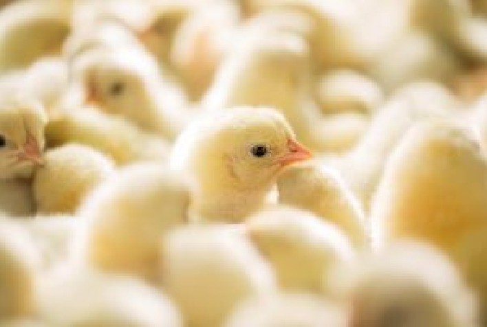 Vacinação in ovo garante imunidade precoce e melhora desempenho e rentabilidade na avicultura