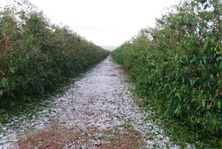 Chuvas de granizo no Sul de Minas impactam o setor cafeeiro e geram desafios jurídicos para produtores