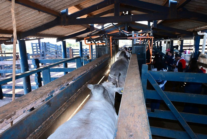 PNAT 2025: resultados do TDEA e lista dos touros classificados serão divulgados nesta quinta-feira (31)