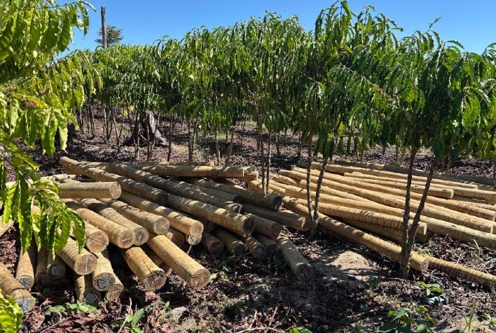 Fundo JBS pela Amazônia lança projeto que pode aumentar em 60% a renda de comunidades rurais em Rondônia