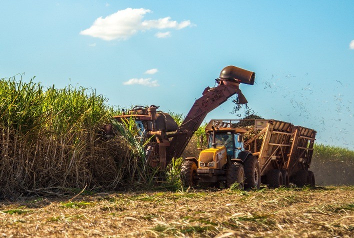 Safra 2025/26 de cana no Centro-Sul deve cair 3,7% com menor produtividade e impacto climático
