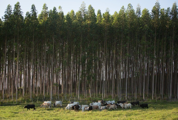 COPAM altera regras de licenciamento ambiental para atividades rurais em Minas Gerais