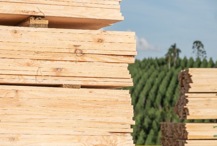 Tarifa de 50% dos EUA ameaça setor florestal paranaense e põe milhares de empregos em risco