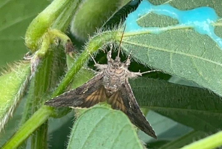 Uso de atrativo alimentar contra mariposas mais que dobra no Brasil e ajuda a reduzir ataques de lagartas nas lavouras