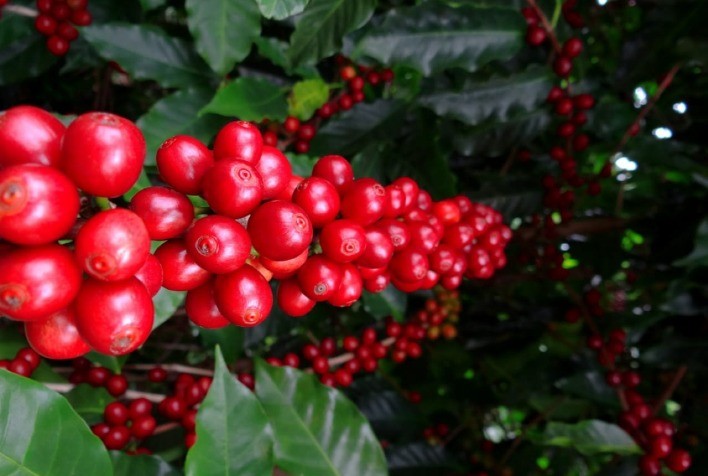 Solo saudável é chave para café de alta qualidade, produtividade e rentabilidade