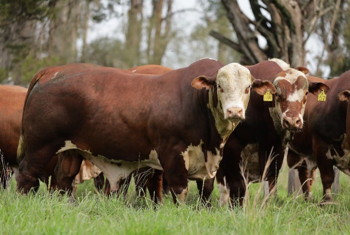 Programa Touro Jovem define reprodutores das raças Hereford e Braford da safra 2023