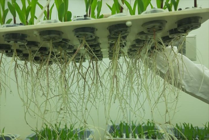 Bactéria da Caatinga dá origem ao Hydratus, bioinsumo que aumenta produtividade e protege lavouras da seca