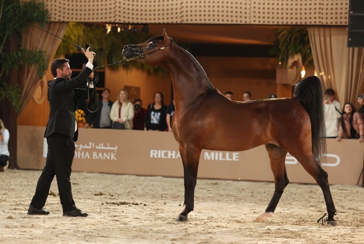 Brasil vive semana histórica com Cavalo Árabe e conquista destaque mundial