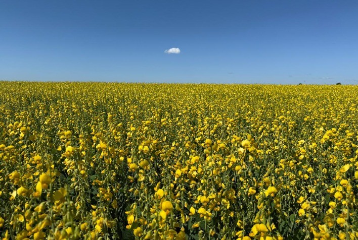 Crotalária ganha destaque na agricultura regenerativa e fortalece sistemas produtivos e sustentáveis