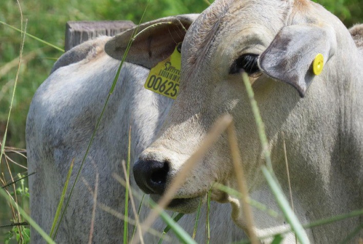 Programa de Produção Sustentável de Bezerros reúne mais de 150 pecuaristas no Mato Grosso em parceria entre Marfrig e IDH