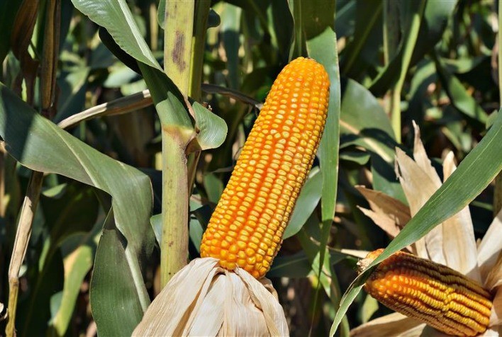 Forseed lança híbrido FS566 para silagem de alto desempenho na pecuária