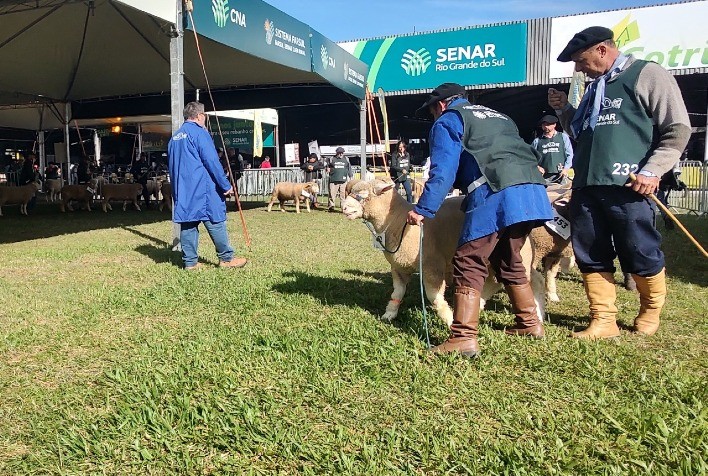 Expointer 2025 registra recorde de inscrições de ovinos nos últimos 15 anos, com quase mil animais confirmados