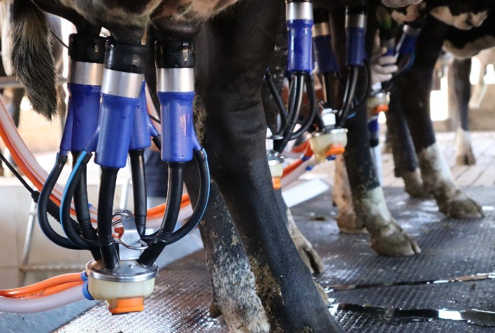 Goiás prorroga inscrições para Programa de Melhoramento Genético Bovino até 26 de agosto