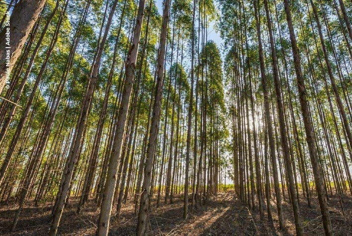 Casa do Adubo destaca soluções exclusivas e forte estrutura nacional no Show Florestal 2025