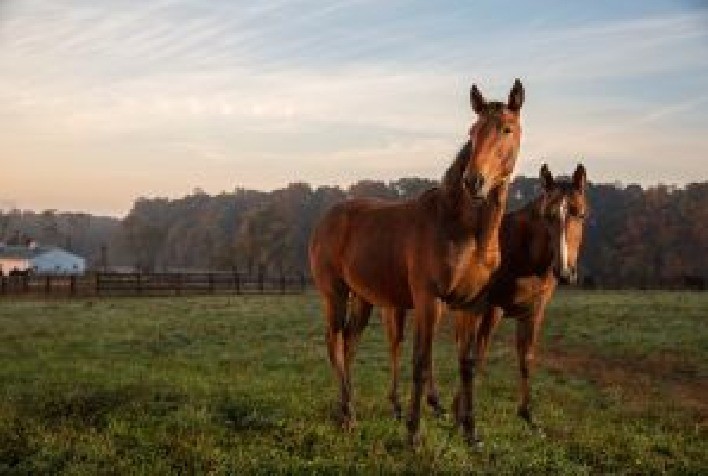 Zoetis submete linha de produtos para equinos à certificação internacional de bem-estar animal Fair4Them
