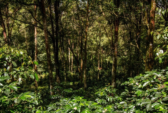 Sistemas agrícolas com solos microbiologicamente equilibrados capturam mais carbono, destacam especialistas