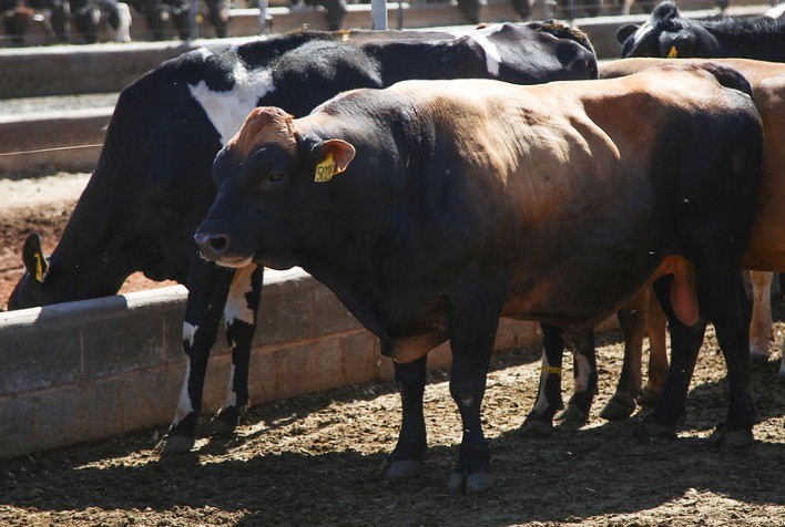 Timpanismo e verminose impactam a rentabilidade do confinamento de bovinos e exigem manejo atento