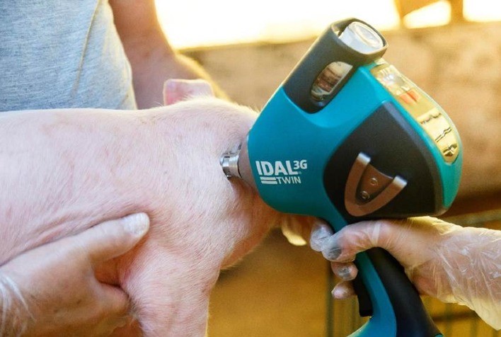 Vacinas combinadas ampliam proteção e flexibilidade nos protocolos da suinocultura moderna